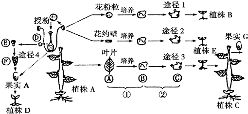 1971年科学家已经从猪的下丘脑中分离出促性腺激素释放激素.但对GnRH的相关研究近十几年才逐渐成为热点并得到广泛应用.相关激素和腺体之间的关系如图所示.请回答:下丘脑$\stackrel{}{→}$垂体$\stackrel{促性腺激素}{→}$性腺$\stackrel{性激素}{→}$靶细胞(1)图示过程是一种分级调节机制(2)GnRH是由下丘脑 题目和参考答案