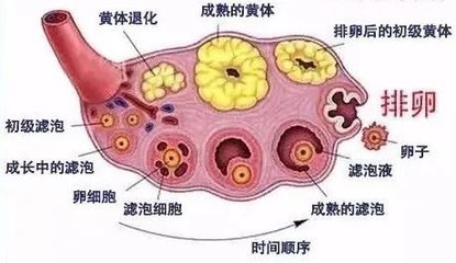 听到卵巢“早衰”,你害怕了吗?