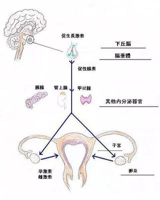 卵巢老一岁,女人老十岁?市面上爆红的卵巢保养,真的靠谱吗?