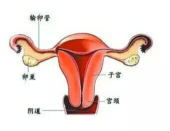 女性的衰老与什么有关?