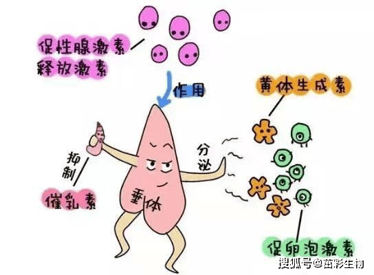 解读性激素六项
