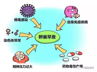 干细胞疗法打破千古年来女性的生殖焦虑,让女人真正无惧年龄!