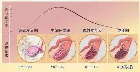 维E助孕?是多多益善还是讲究吃法!