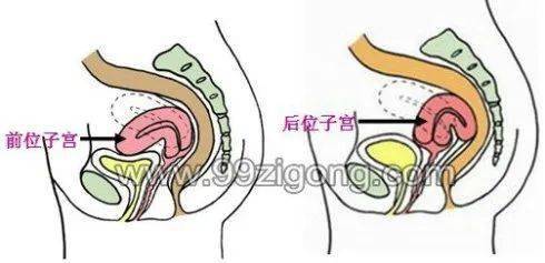 子宫常见的三种病变与生殖激素的关系