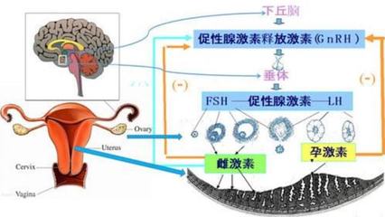 为何女性生殖期短暂且经历更年期？进化视角下的生殖激素解析