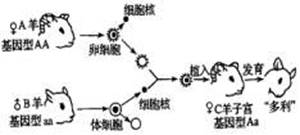 细胞内遗传信息的表达与相关结构分析