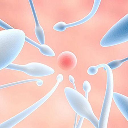 男性生殖系统的奥秘 器官构成与核心激素解析