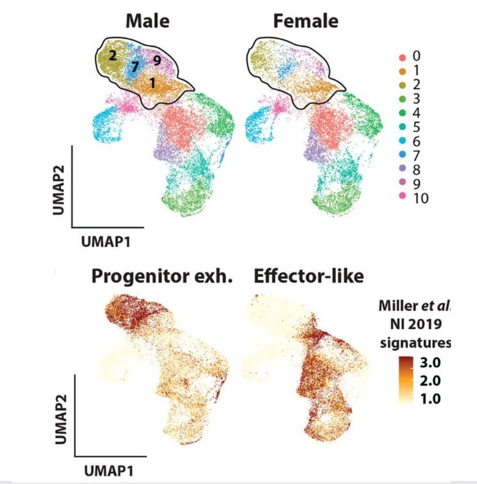 双刃剑 雄性激素的生殖馈赠与患癌风险